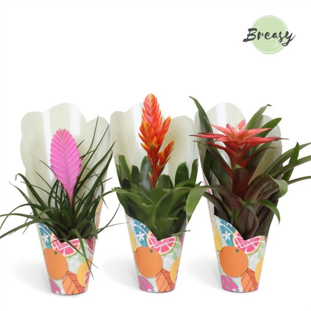 CVETOČA SOBNA RASTLINA BROMELIA CUPCAKE L9 CM