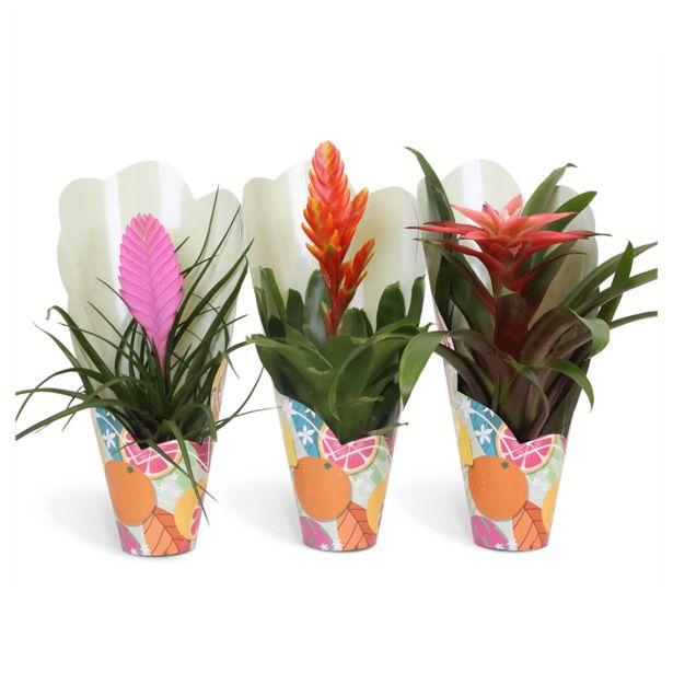 CVETOČA SOBNA RASTLINA BROMELIA L10 CM