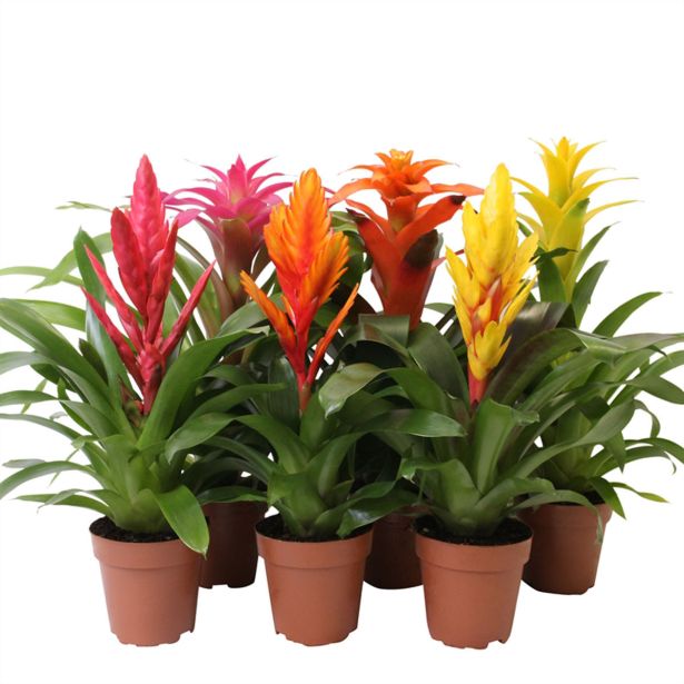 CVETOČA SOBNA RASTLINA BROMELIA L12 CM