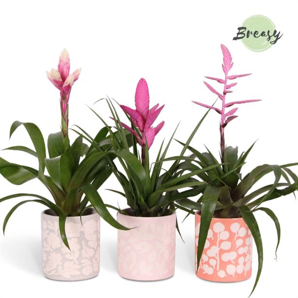 CVETOČA SOBNA RASTLINA BROMELIA SWEET SEVILLA V OKRAS. LON. L12 CM