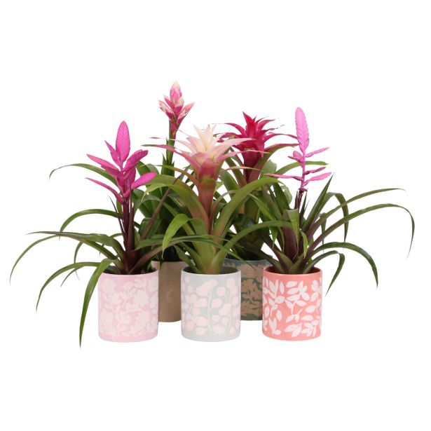 CVETOČA SOBNA RASTLINA BROMELIA SWEET SEVILLA V OKRAS. LON. L12 CM