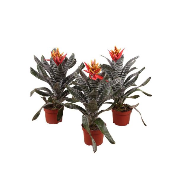 CVETOČA SOBNA RASTLINA EHMEJA REBECCA L12 CM