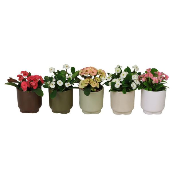 CVETOČA SOBNA RASTLINA EUPHORBIA MILLI V OKRAS. LON. L6 CM