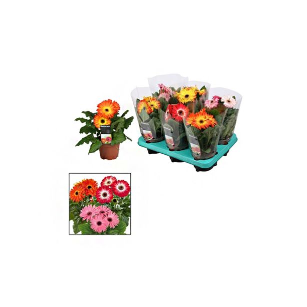 CVETOČA SOBNA RASTLINA GERBERA MIX DECORUM L12
