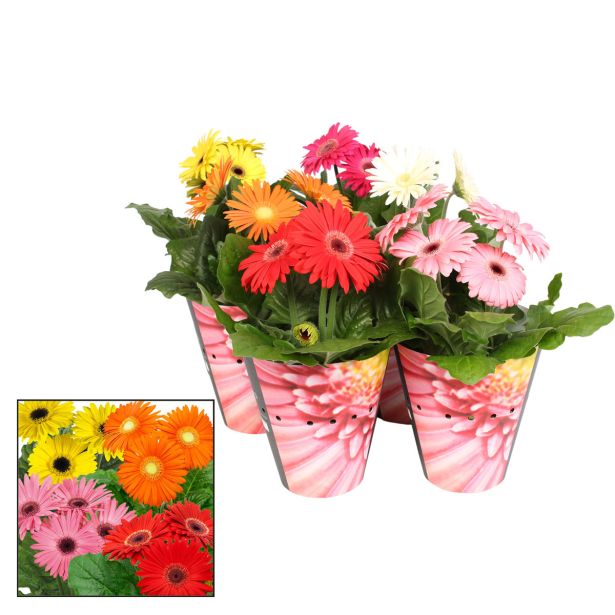 CVETOČA SOBNA RASTLINA GERBERA MIX L12 CM