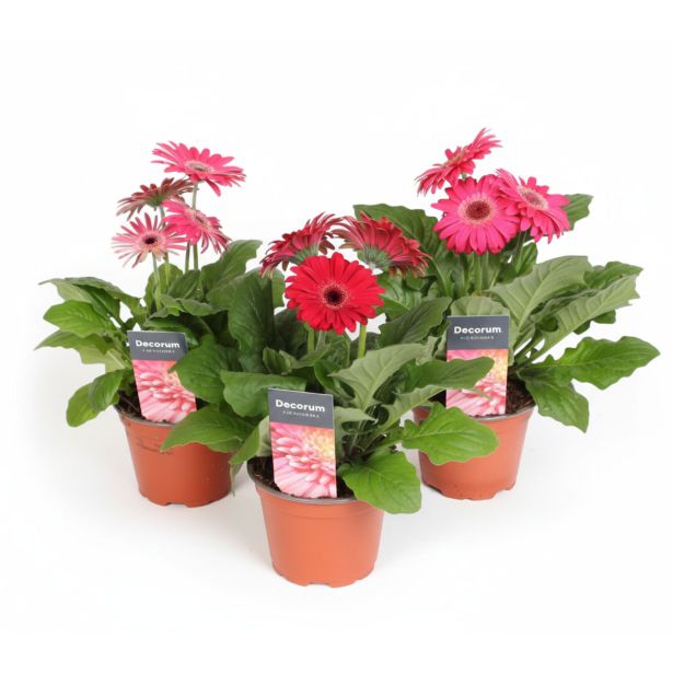 CVETOČA SOBNA RASTLINA GERBERA PURPLE L12 CM