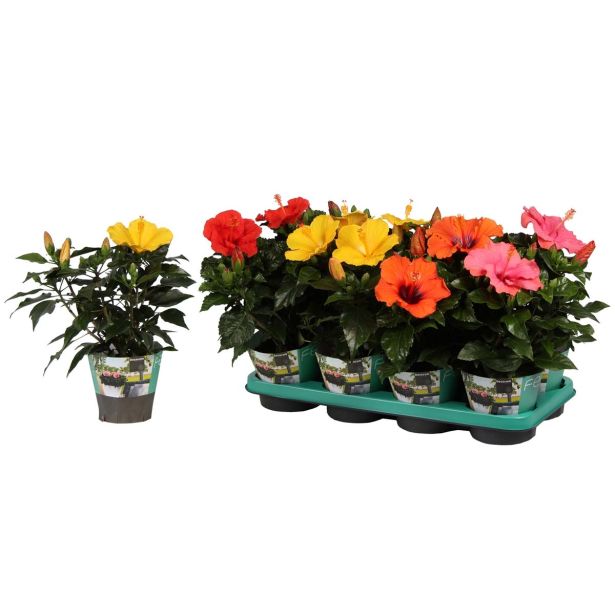 CVETOČA SOBNA RASTLINA HIBISKUS MIX L13 VIŠ 35 CM