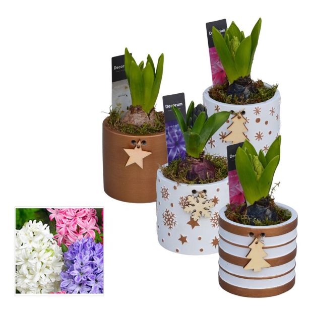 CVETOČA SOBNA RASTLINA HIJACINTA ARANŽMA BOŽIČNI HL13402