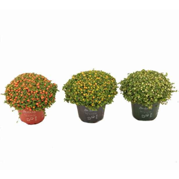 CVETOČA SOBNA RASTLINA KORALNICA MIX L8