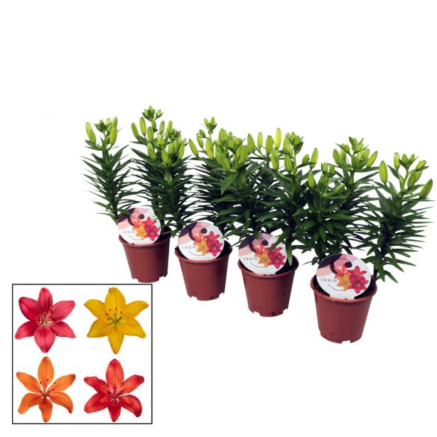 CVETOČA SOBNA RASTLINA LILIJA MIX L13