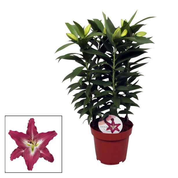 CVETOČA SOBNA RASTLINA LILIJA MIX L13