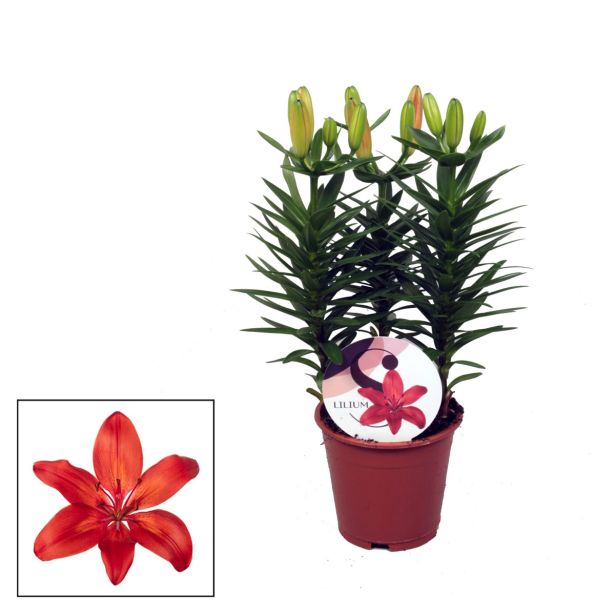 CVETOČA SOBNA RASTLINA LILIJA MIX L13