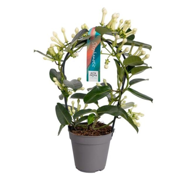 CVETOČA SOBNA RASTLINA MADAGASKARSKI JASMIN NEVESTICA L12