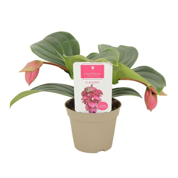 CVETOČA SOBNA RASTLINA MEDINILA PICCOLINI CANDY L14 CM