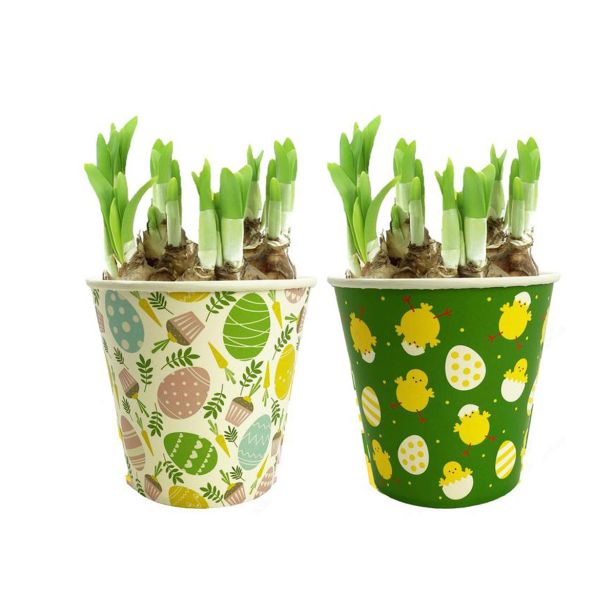 CVETOČA SOBNA RASTLINA NARCISA "EASTER JOY" L12 CM