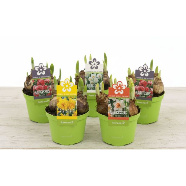 CVETOČA SOBNA RASTLINA NARCISA L9 CM