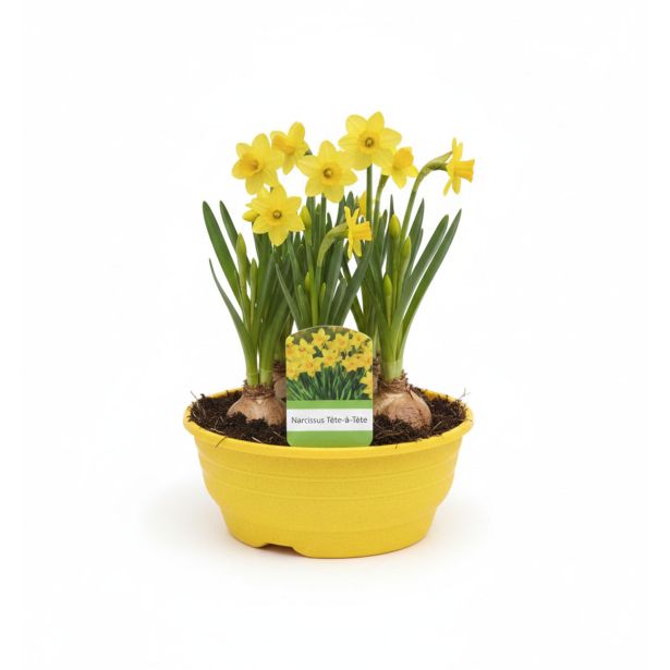 CVETOČA SOBNA RASTLINA NARCISA TETE A TETE V SKLEDI L16 CM