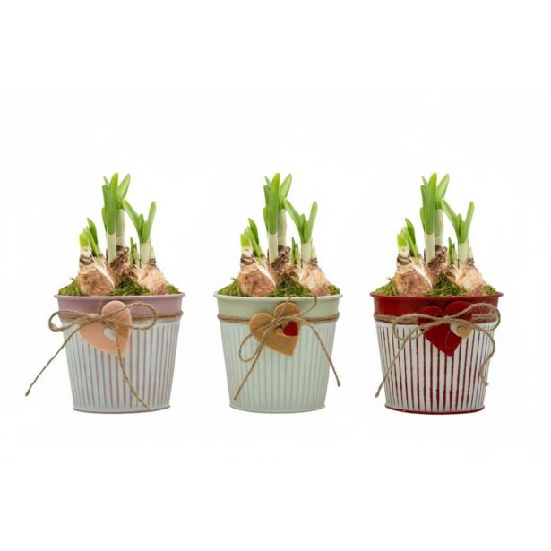 CVETOČA SOBNA RASTLINA NARCISA V OKRAS. LON. S SRČKOM L10 CM