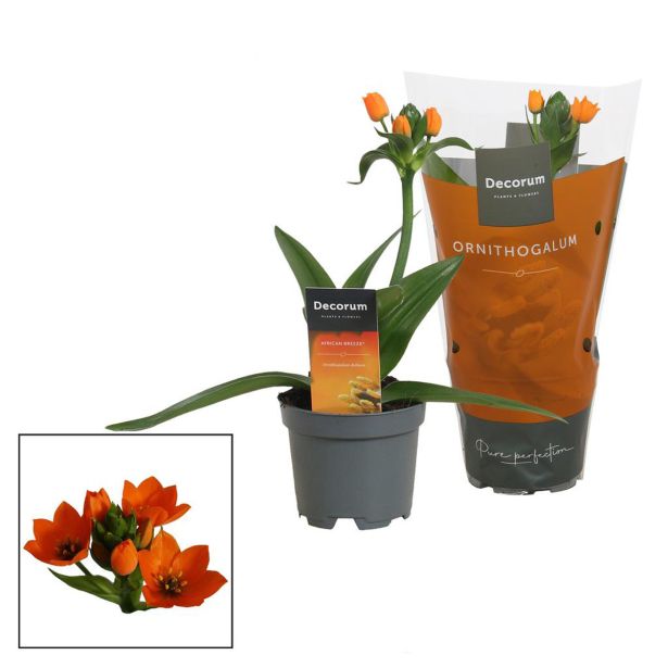 CVETOČA SOBNA RASTLINA ORNITOGALUM DUBIUM 1 ST L10.5 CM