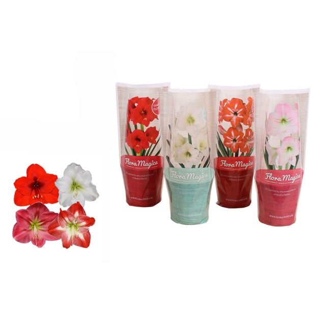 CVETOČA SOBNA RASTLINA VITEZOVA ZVEZDA-AMARILIS MIXL12