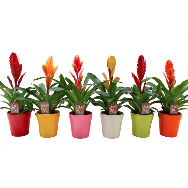 CVETOČA SOBNA RASTLINA VRIZEJA V OKR. LONČKU L13 CM