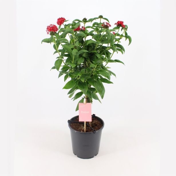 MEDITERANSKE RASTLINE CVETOČE NA STEBLU MIX L19