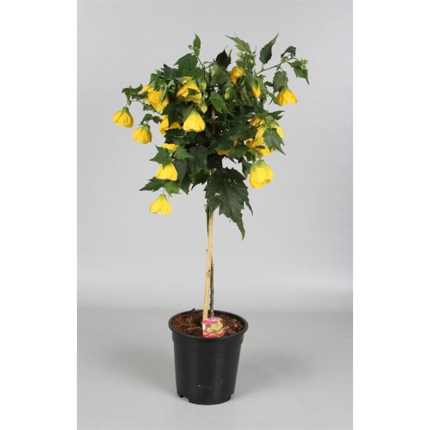 MEDITERANSKE RASTLINE CVETOČE NA STEBLU MIX L19