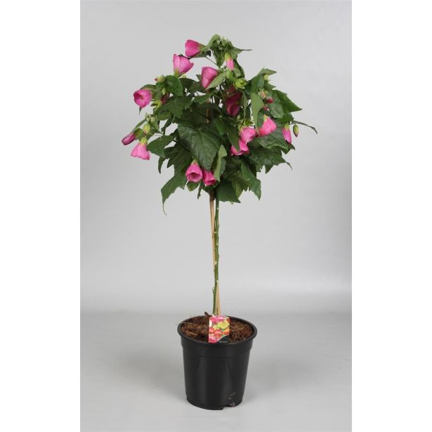 MEDITERANSKE RASTLINE CVETOČE NA STEBLU MIX L19