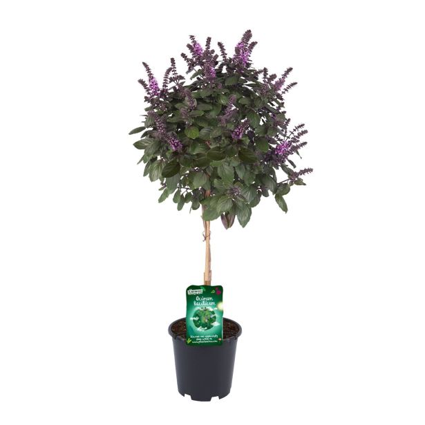 MEDITERANSKE RASTLINE CVETOČE NA STEBLU MIX L19