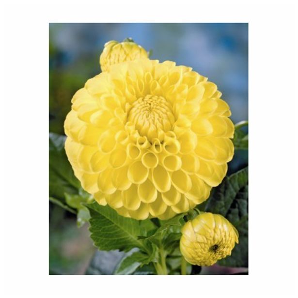 DALIJA HOLLAND BULB MARKET BALL KATJA