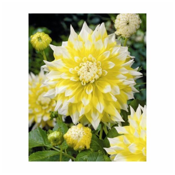 DALIJA HOLLAND BULB MARKET DEKORATIVNA GRAND PRIX