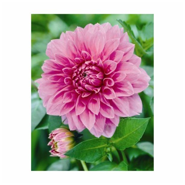 DALIJA HOLLAND BULB MARKET DEKORATIVNA LAVENDER PERFECTION