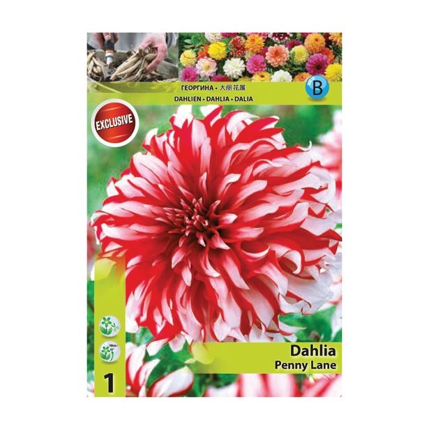 DALIJA HOLLAND BULB MARKET DEKORATIVNA PENNY LANE