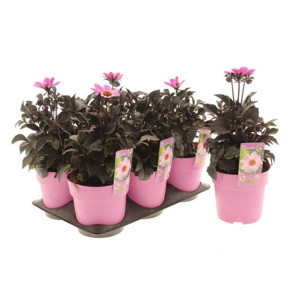 DALIJA HAPPY DAY'S PINK L15CM