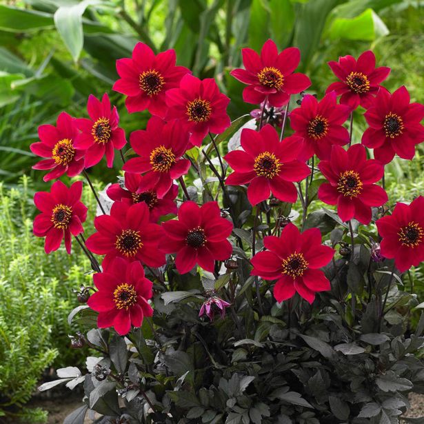 DALIJA HAPPY DAYS L17 CM