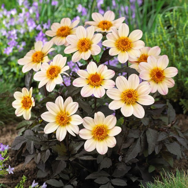 DALIJA HAPPY DAYS L17 CM