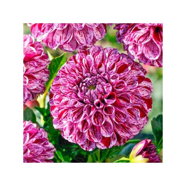 DALIJA HOLLAND BULB MARKET BALL BALL I