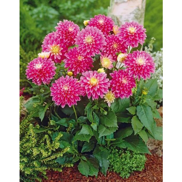 DALIJA HOLLAND BULB MARKET GALLERY REMBRANDT