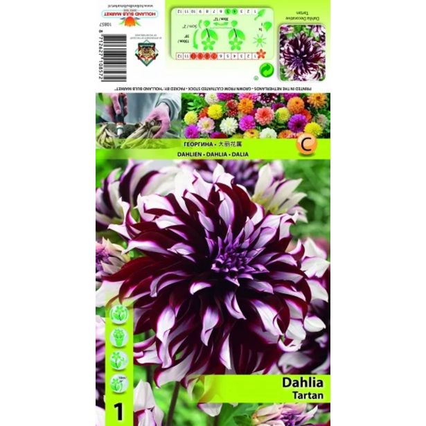 DALIJA HOLLAND BULB MARKET TARTAN DECORATIVE