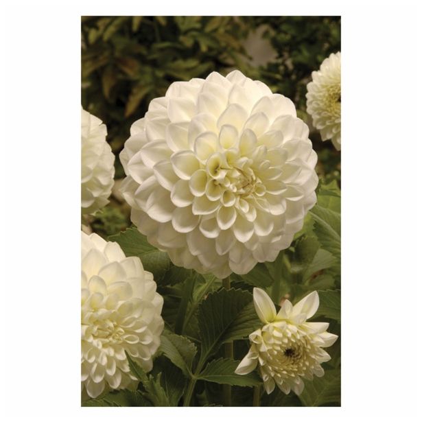 DALIJA HOLLAND BULB MARKET OKROGLA BOOM BOOM WHITE