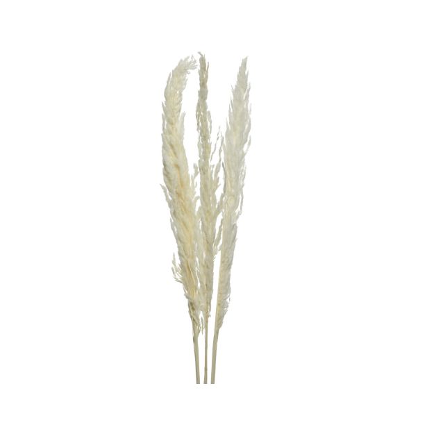 DEKORACIJA EVERLANDS VEJA BEŽ BARVE 3/1 115 CM