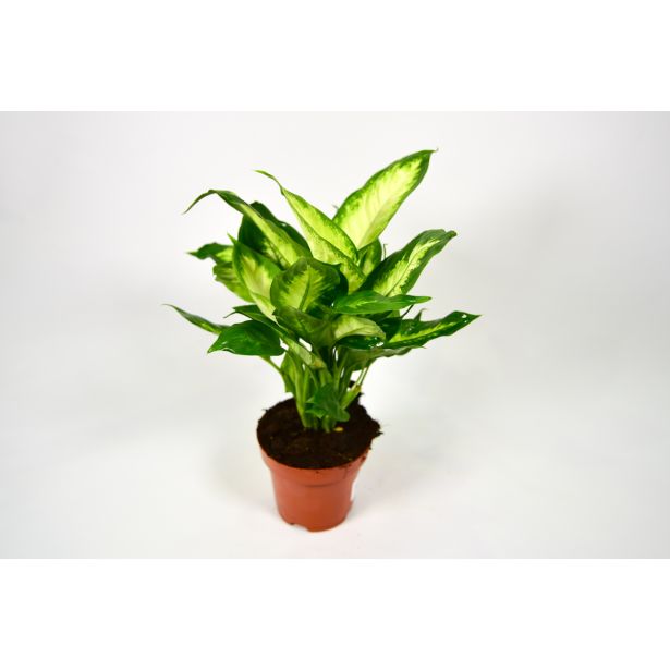 DIFENBAHIJA CAMILLA L12