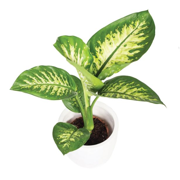 DIFENBAHIJA TROPIC SNOW L17