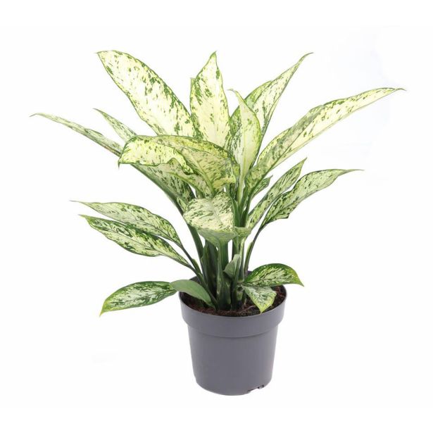 DIFENBAHIJA VESUVIUS L19 CM