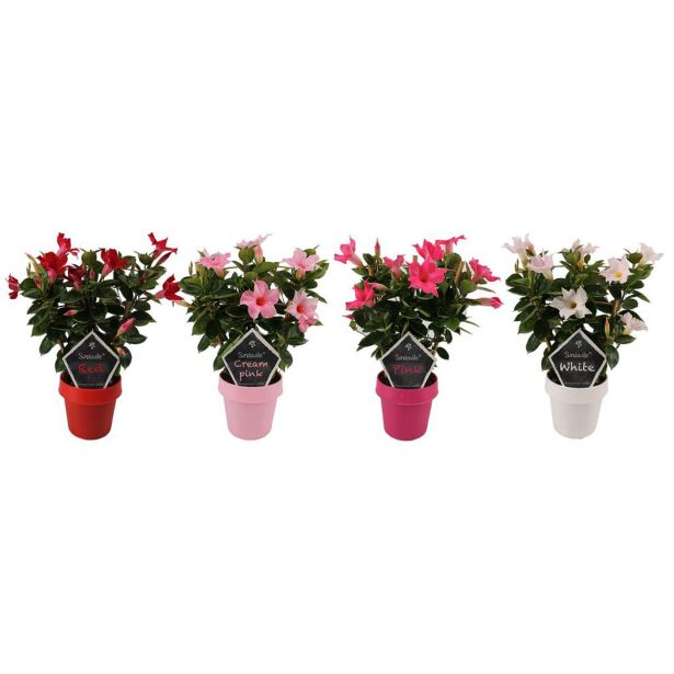 DIPLADENIJA NA OPORI L14 CM