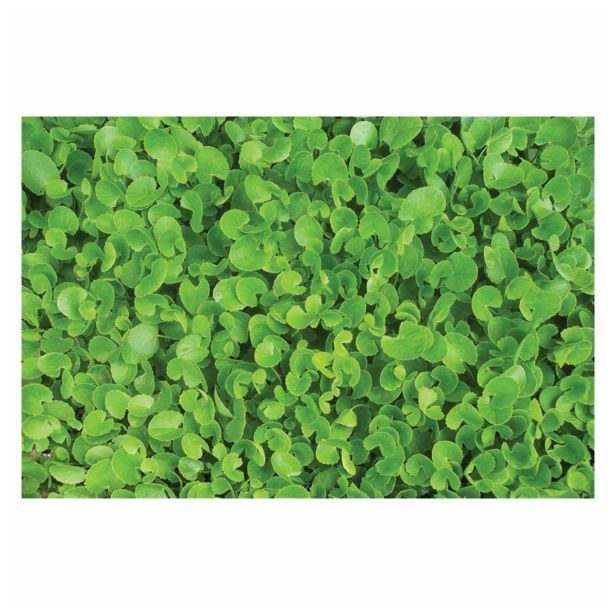 DIŠAVNICA DOBRO & ZDRAVO AZIJSKI VODNI POPNJAK