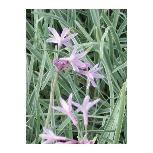 DIŠAVNICA DOBRO & ZDRAVO ČESNOVA TRAVA