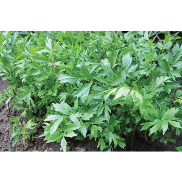 LUŠTREK DOBRO & ZDRAVO L10.5