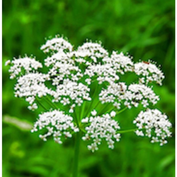 DIŠAVNICA JANEŽ L10 CM