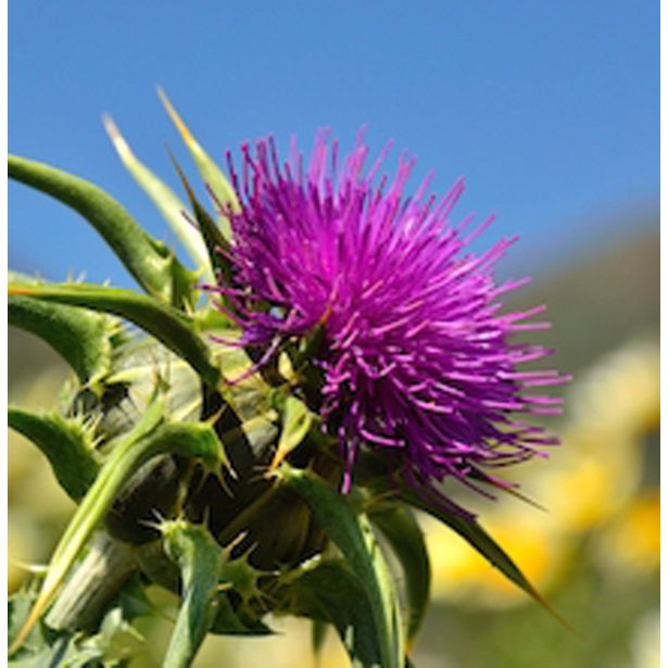 DIŠAVNICA PEGASTI BADELJ L10 CM